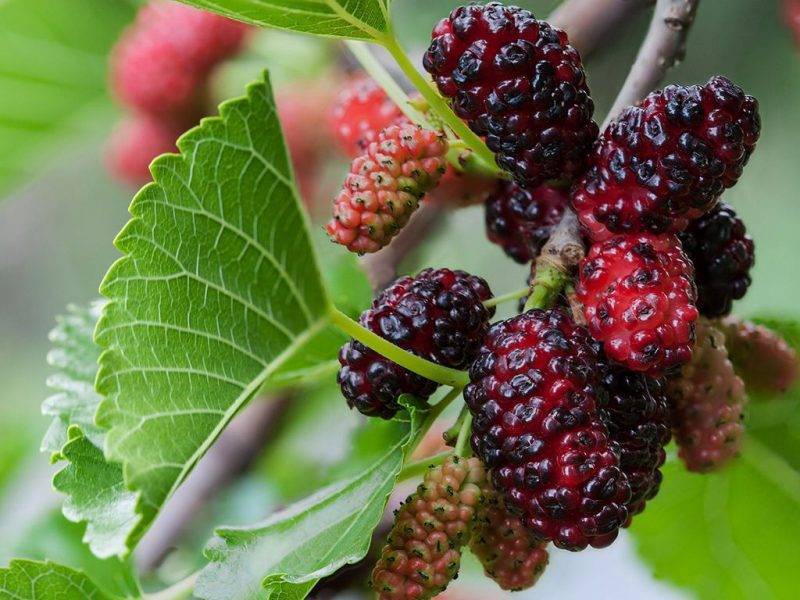 Шелковица купить саженцы из питомнике в Новосибирске