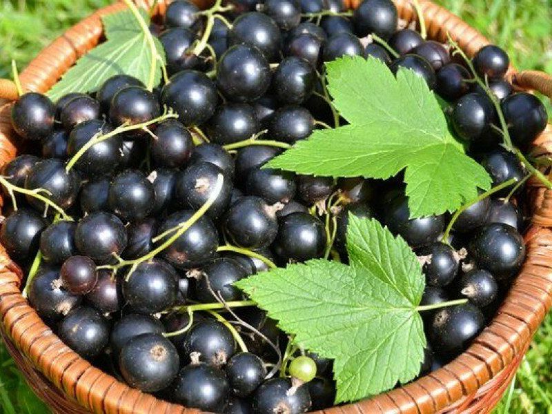 Смородина купить саженцы из питомника в Новосибирске