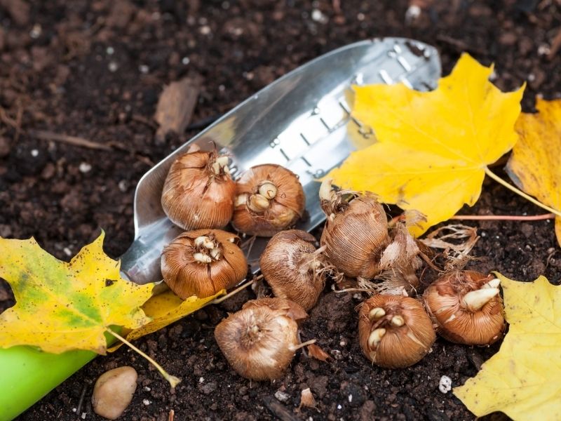 Луковицы цветов купить саженцы из питомника в Новосибирске