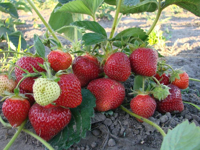 Клубника купить саженцы из питомника в Новосибирске