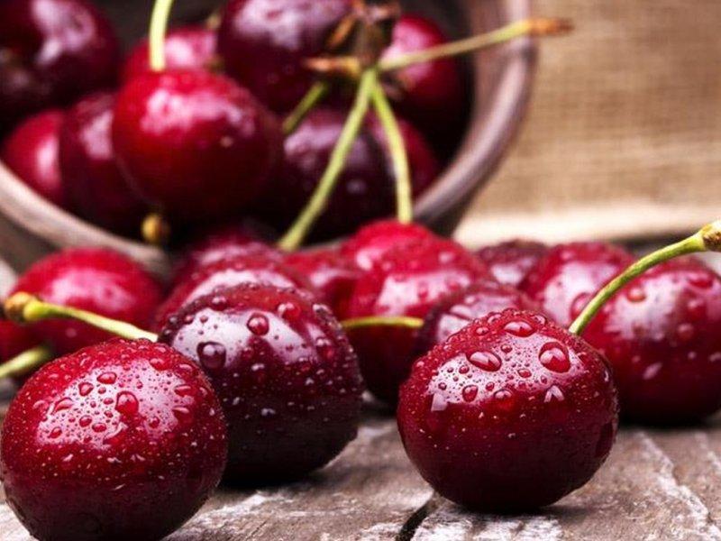 Вишня купить саженцы из питомника в Новосибирске