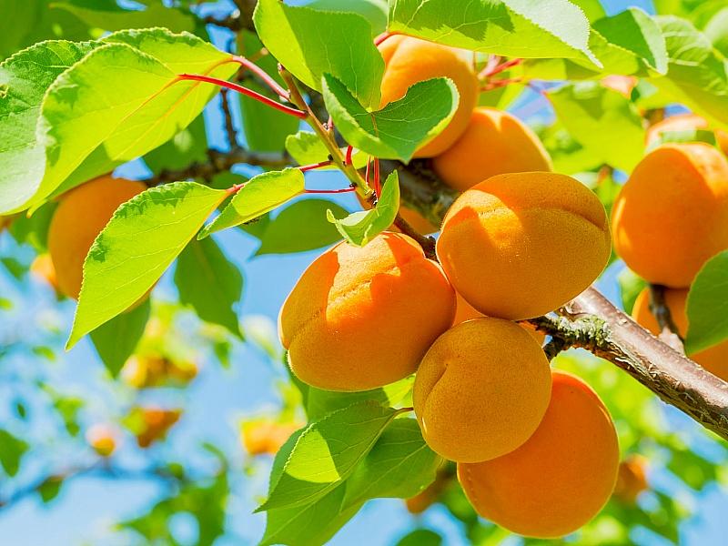 Абрикос купить саженцы из питомнике в Новосибирске