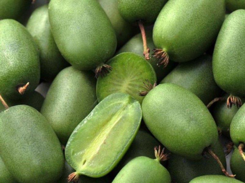 Актинидия купить саженцы из питомнике в Новосибирске