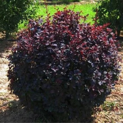 Барбарис "АУРИКОМА"