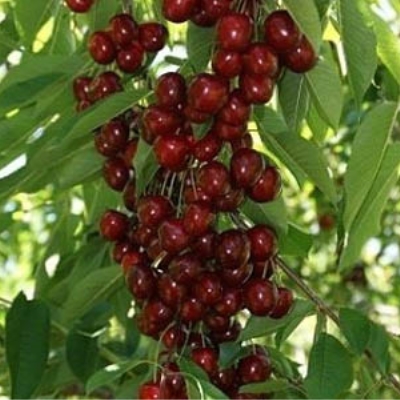 Черешня "ХЕЛЕНА"