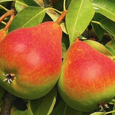 Груша "ЛЮБИМИЦА КЛАППА"