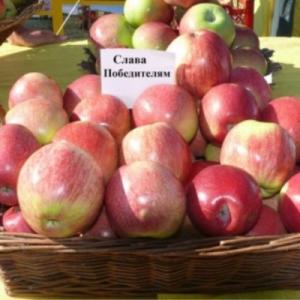 Яблоня "СЛАВА ПОБЕДИТЕЛЯМ"