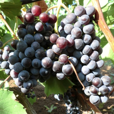 Виноград "ГУРЗУФСКИЙ РОЗОВЫЙ"